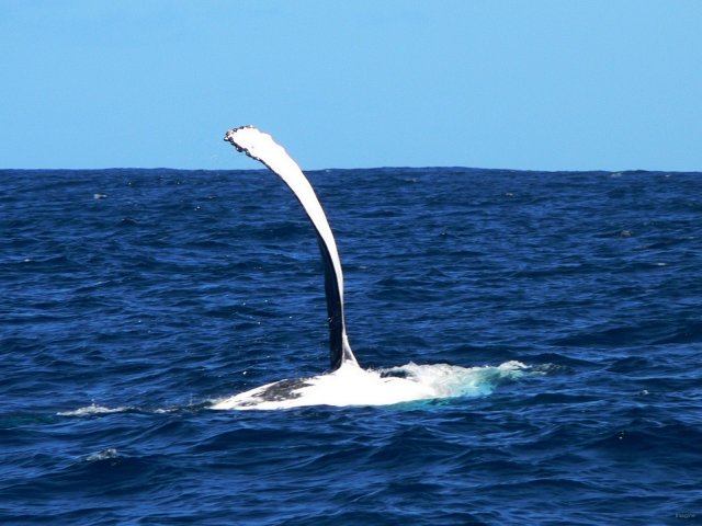 12- Baleines, groupe 3, en mer, sud du lagon 
